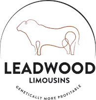 Leadwood Limousins